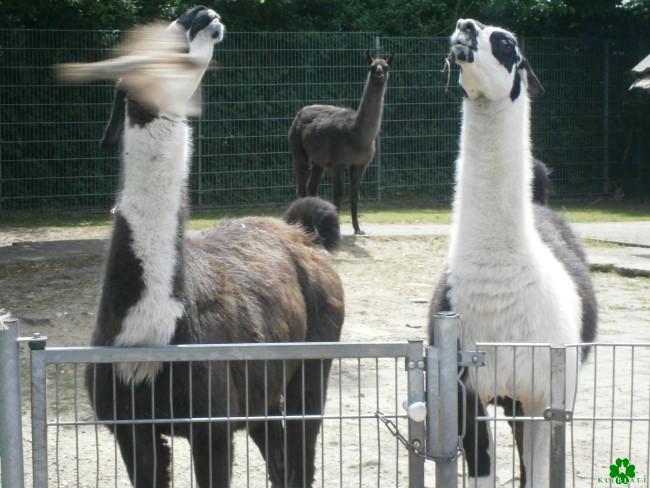 Bezoek de lama's in Klever Tiergarten
