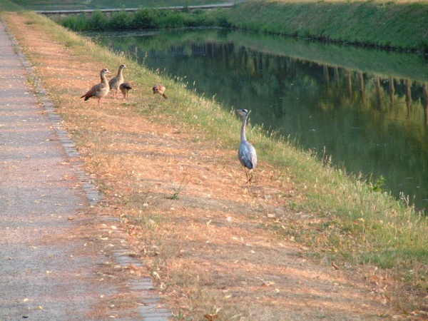 Fischreiher am Prinz Moritz Kanal