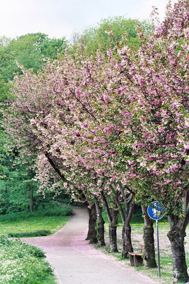 Een voorproefje van de lente in Moritzpark Kleve