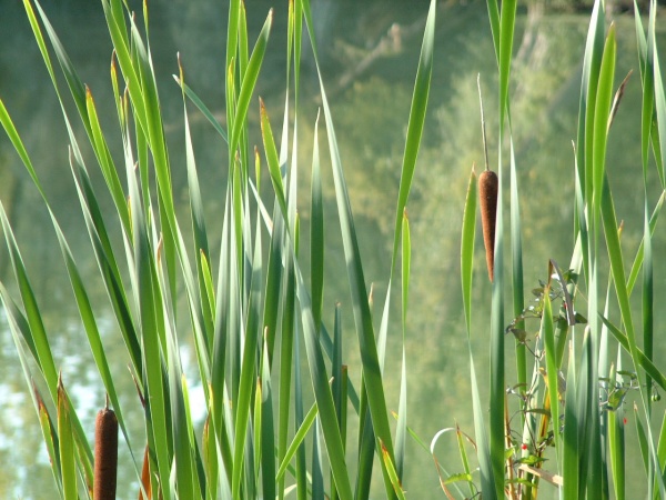 Typha latifolia