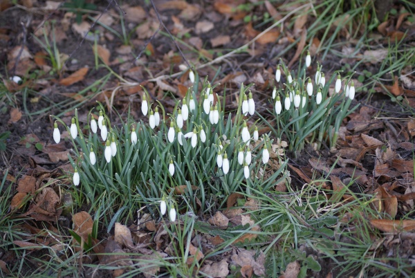 Schneeglöckchen