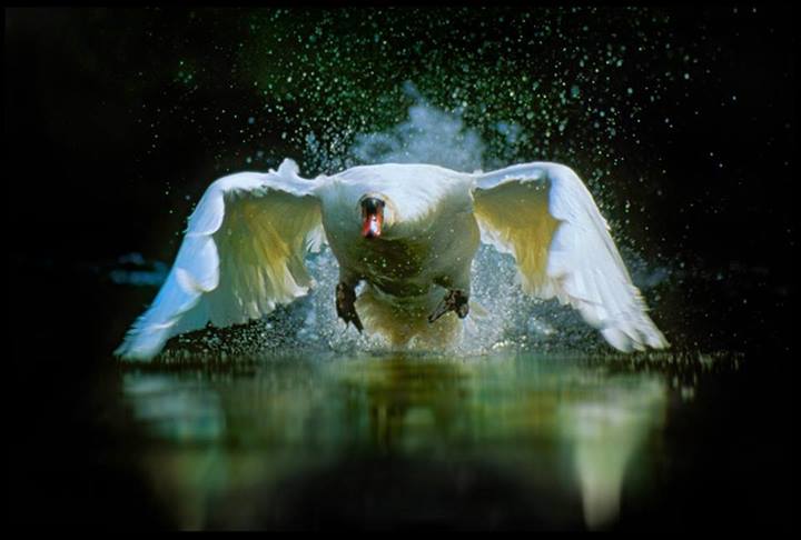 Der Flug des Klever Schwans