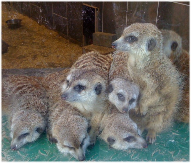 Für Dich auch? Erdmännchen - Magneten des Klever Tiergartens