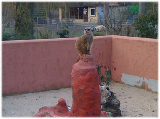 Für Dich auch? Erdmännchen - Magneten des Klever Tiergartens