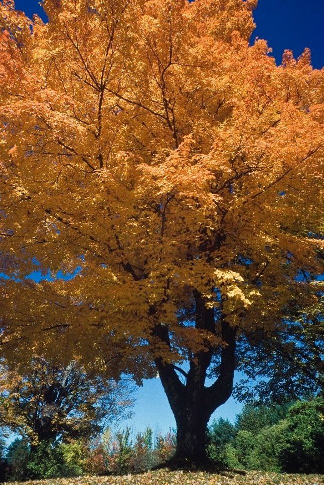 Der Klever Herbst - ein virtuoser Maler