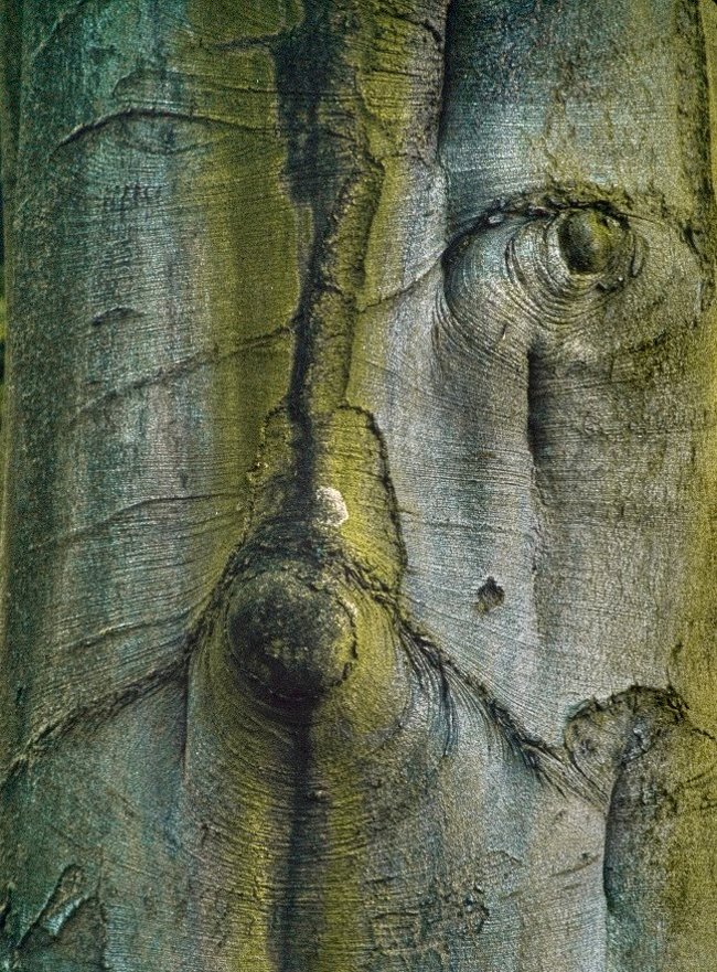 Kent u het boomgezicht van Kleef?