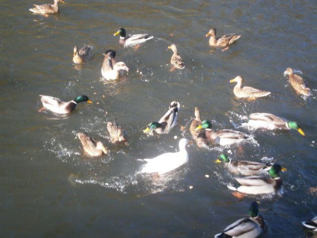 Hungrige Enten im Forstgarten Kleve