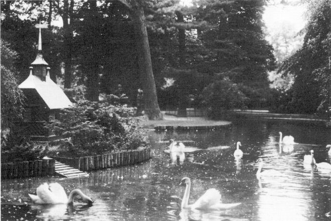 Die Schwäne vom Forstgarten-Teich