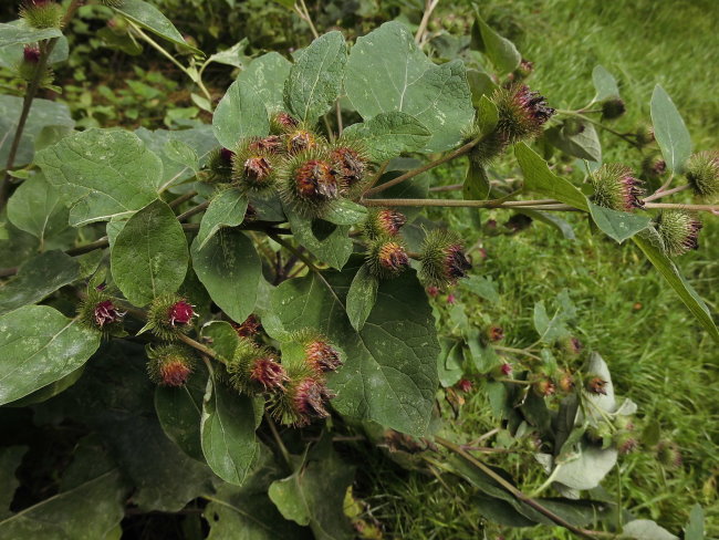 Kletten-Angriff in Kleve