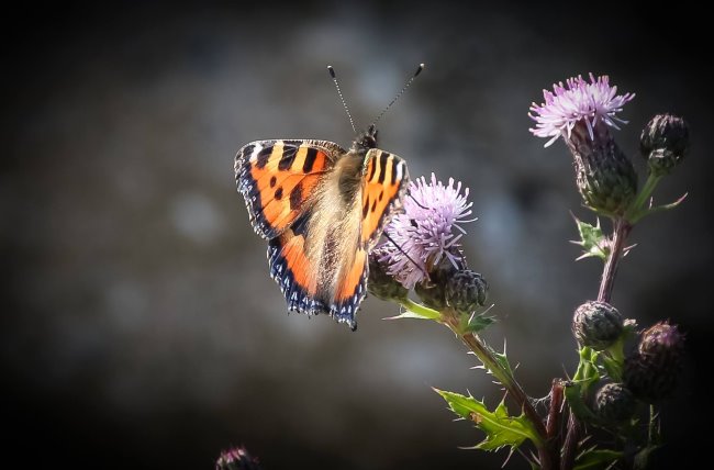 Kennst Du Dich aus? Die Zeit der bunten Flattermänner