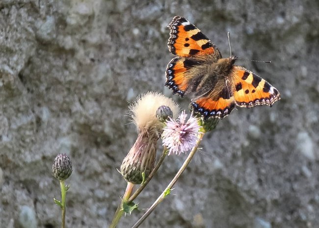 Kennst Du Dich aus? Die Zeit der bunten Flattermänner