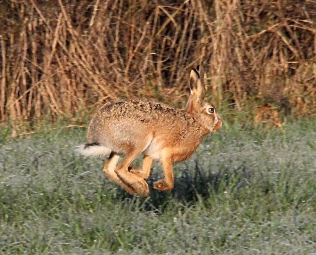 Was ist Klever Hasenpannier?