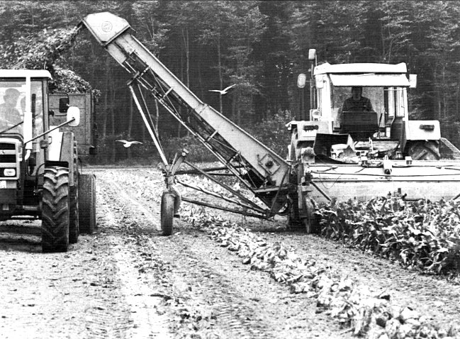 Warst Du schonmal bei der Rübenernte in Kleve?