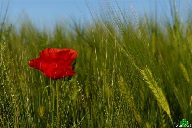 Wissenswertes: Klever Klatschmohn und die Liebe