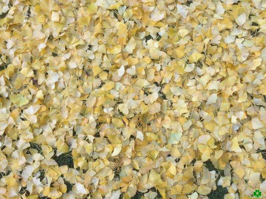Schonmal gesehen? Der Gingko-Teppich vom Forstgarten