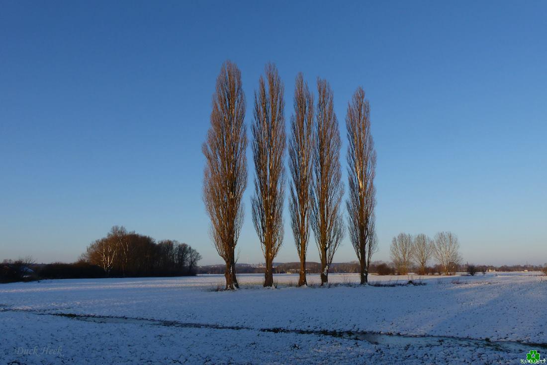 Stolze Winterpappeln im Kleverland