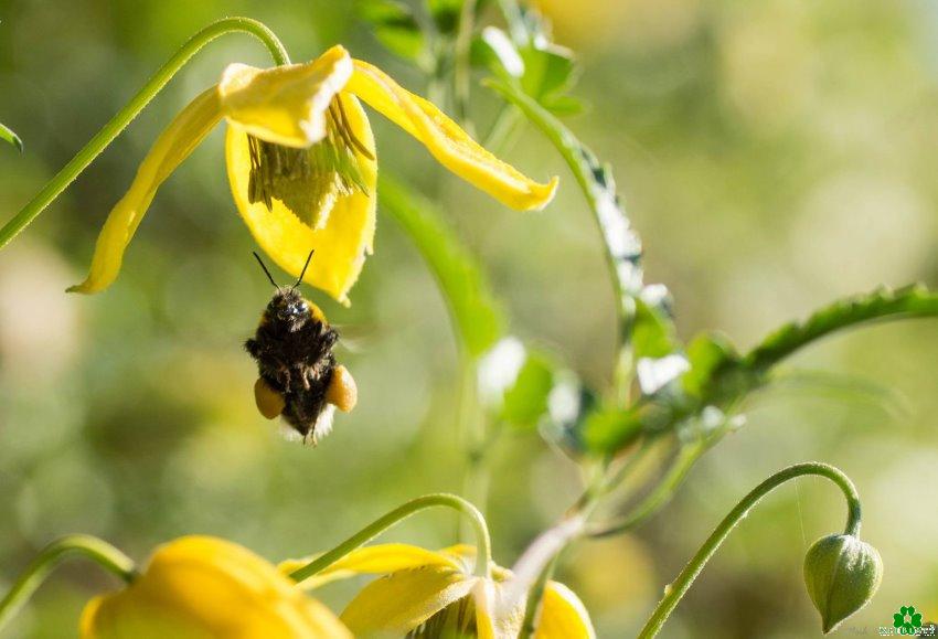 Die fleißige Biene in einem Klever Garten