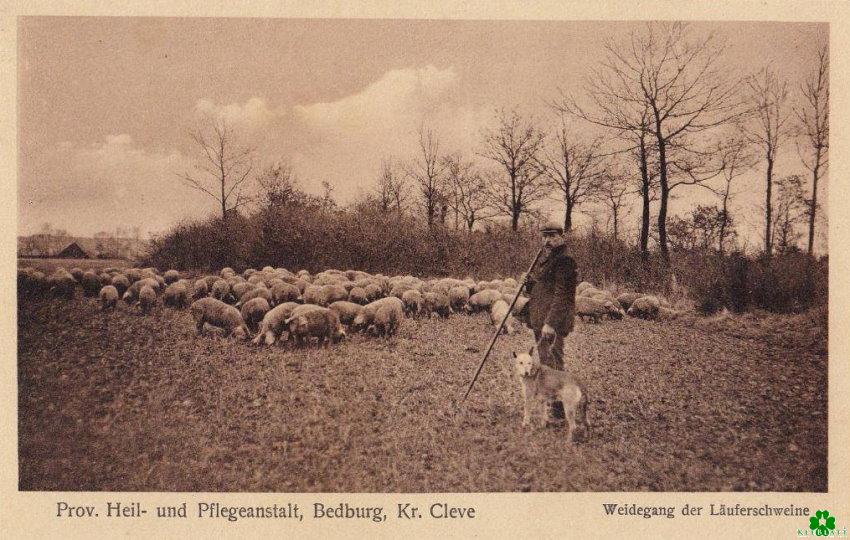 Weidegang der Läuferschweine in Bedburg