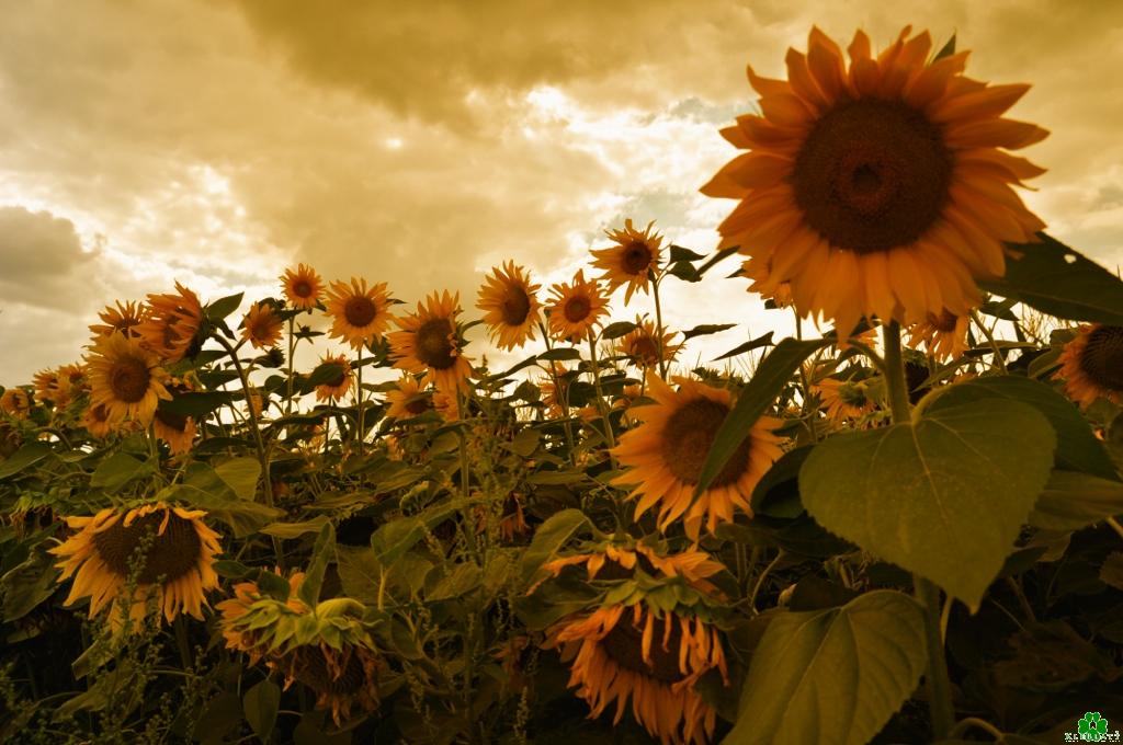 Wer hat sie auch im Garten? Die Klever Sonne und ihre Blumen