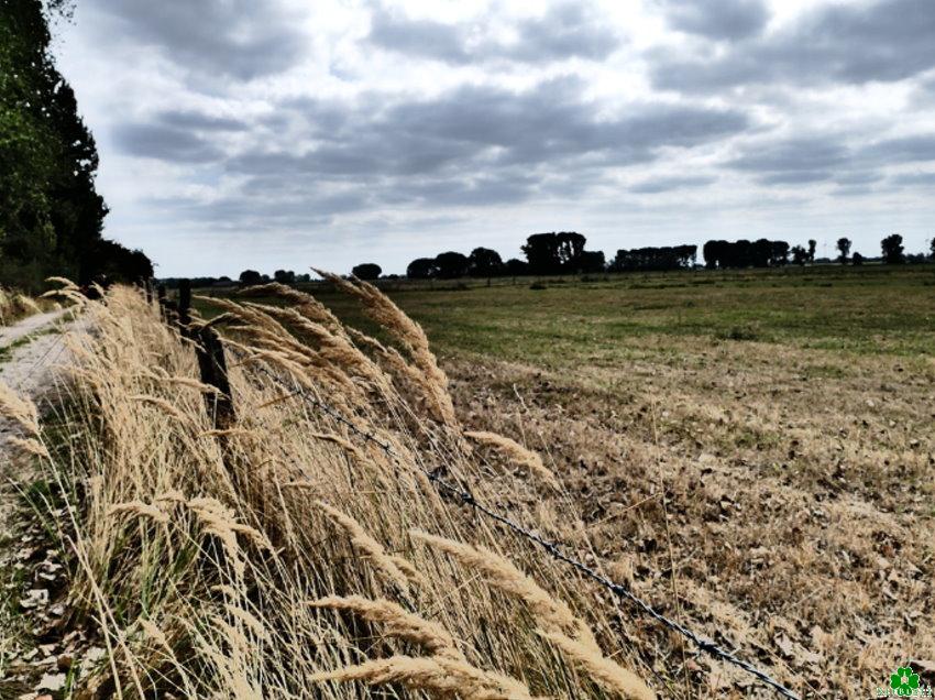 Ein Niederrhein-Bild mit Wiedererkennungswert