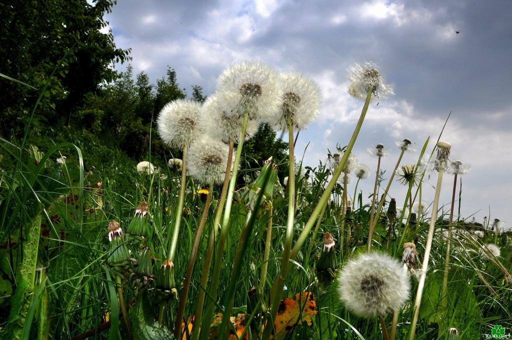 Kennst Du noch Pusteblumen und Pustekuchen?