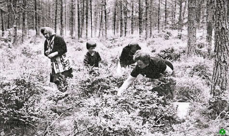 Hast Du auch Waldbeeren gepflückt?