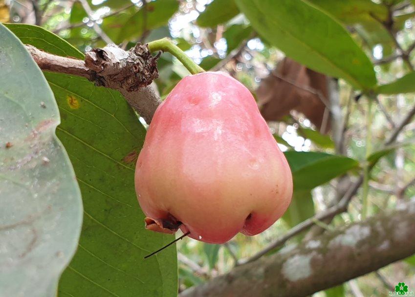 Der Nasenapfel: Klever Obstbauern gelang neue Züchtung