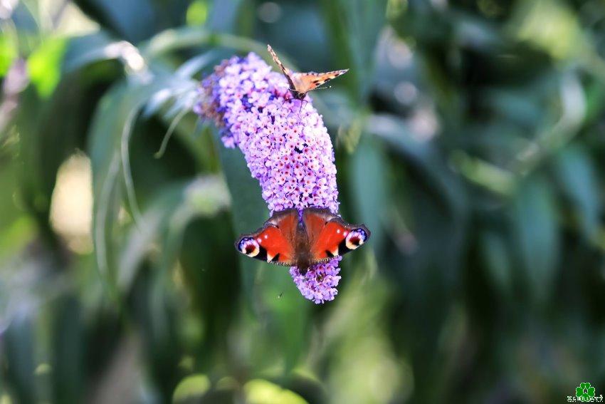 Eine Klever Blumenblüte mit Augen