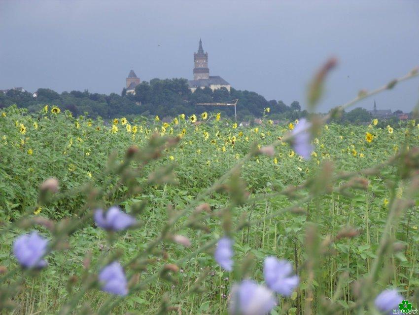 Liebst Du auch den Frühling + Sommer in Kleve?