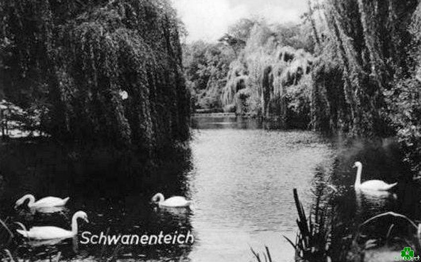 Als es in Kleve noch Schwäne gab
