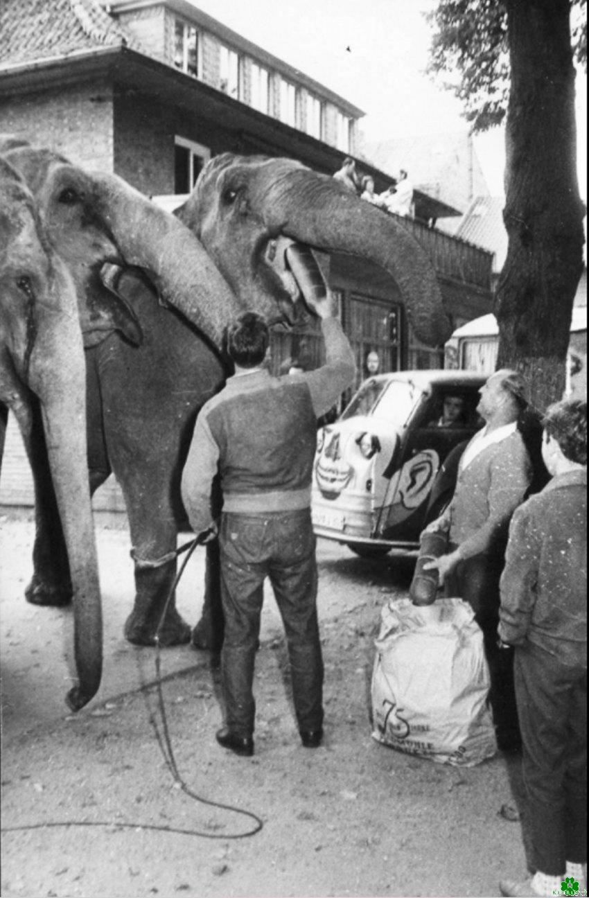 Der Elefant gehört in Kleve einfach dazu - KLE-Blatt Blog