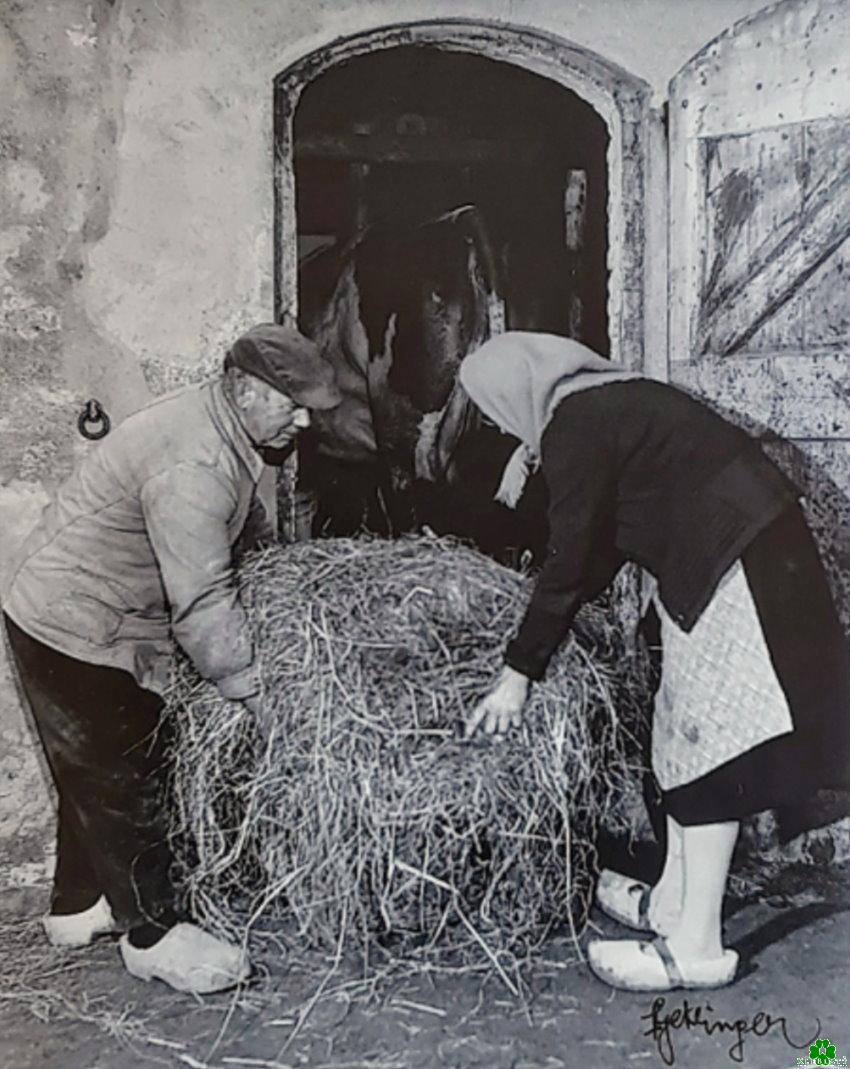 Fütterung der Kühe in Klumpen