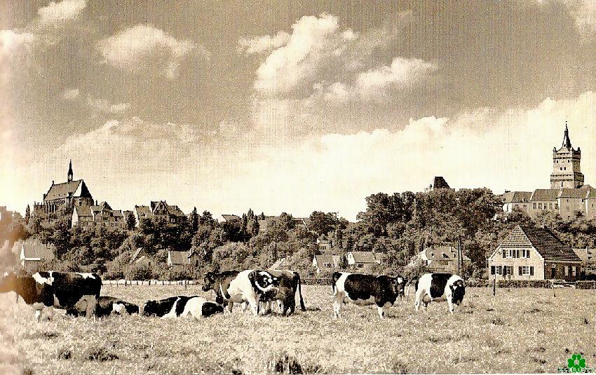 Kühe auf fetten Klever Weiden